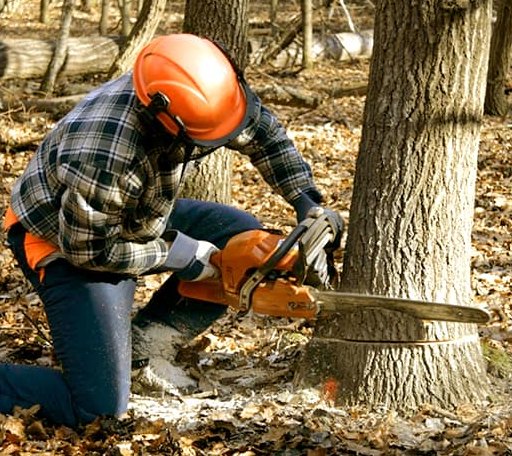 Tree Removal in Lost Creek, PA